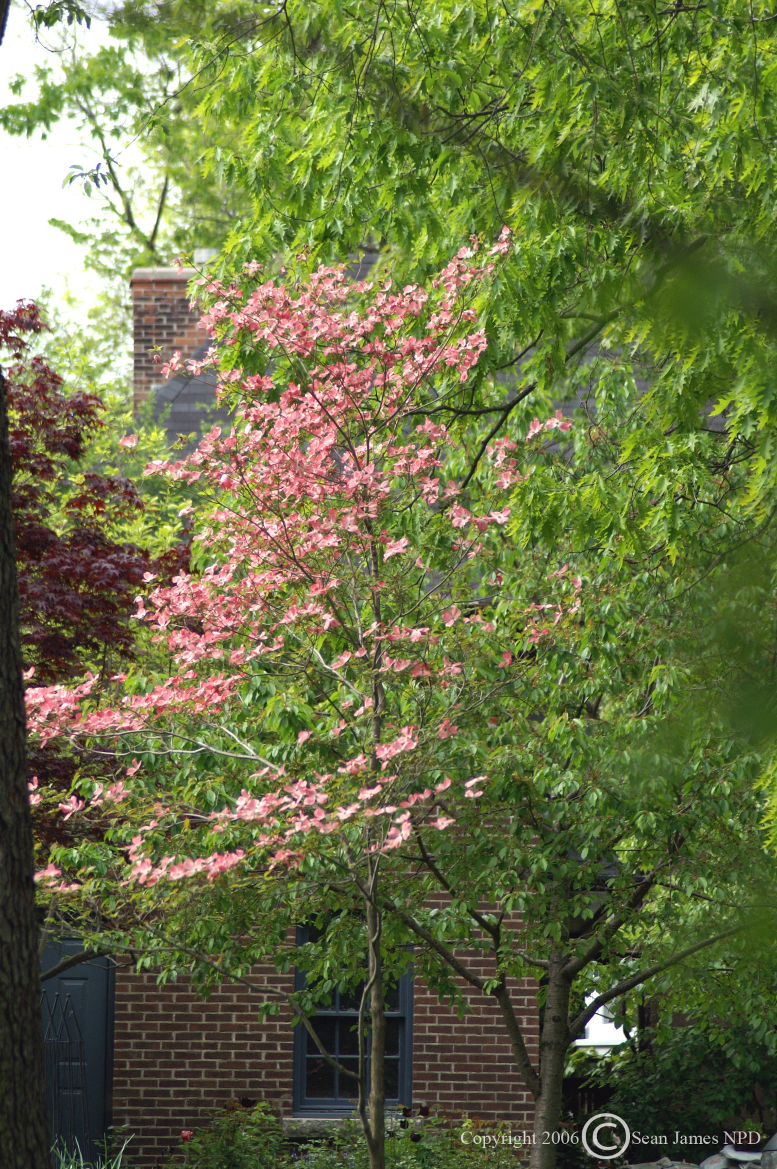 Cornus florida Rubra Pink Flowering Dogwood