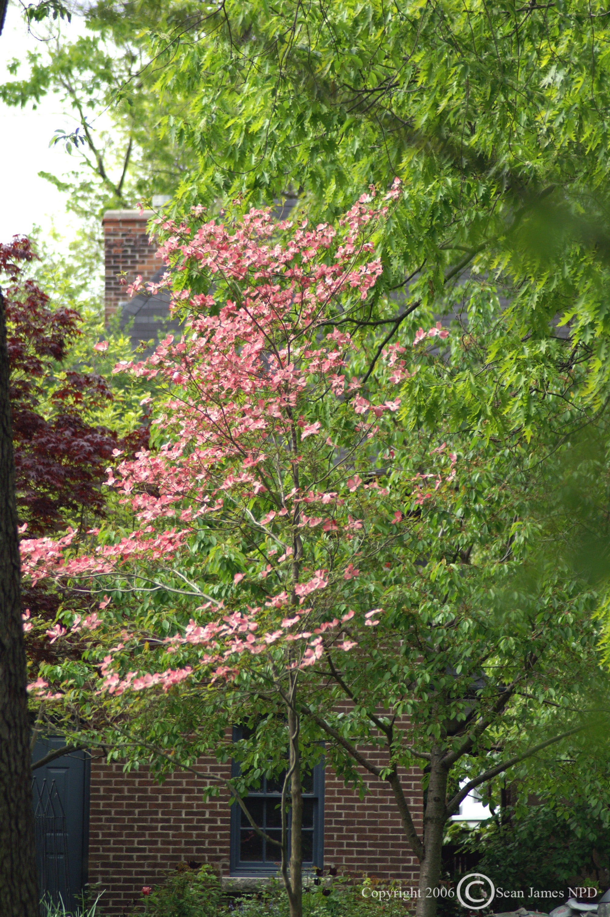 Cornus florida Rubra Pink Flowering Dogwood
