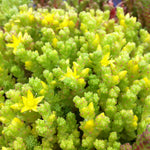 Sedum acre Moss Stonecrop