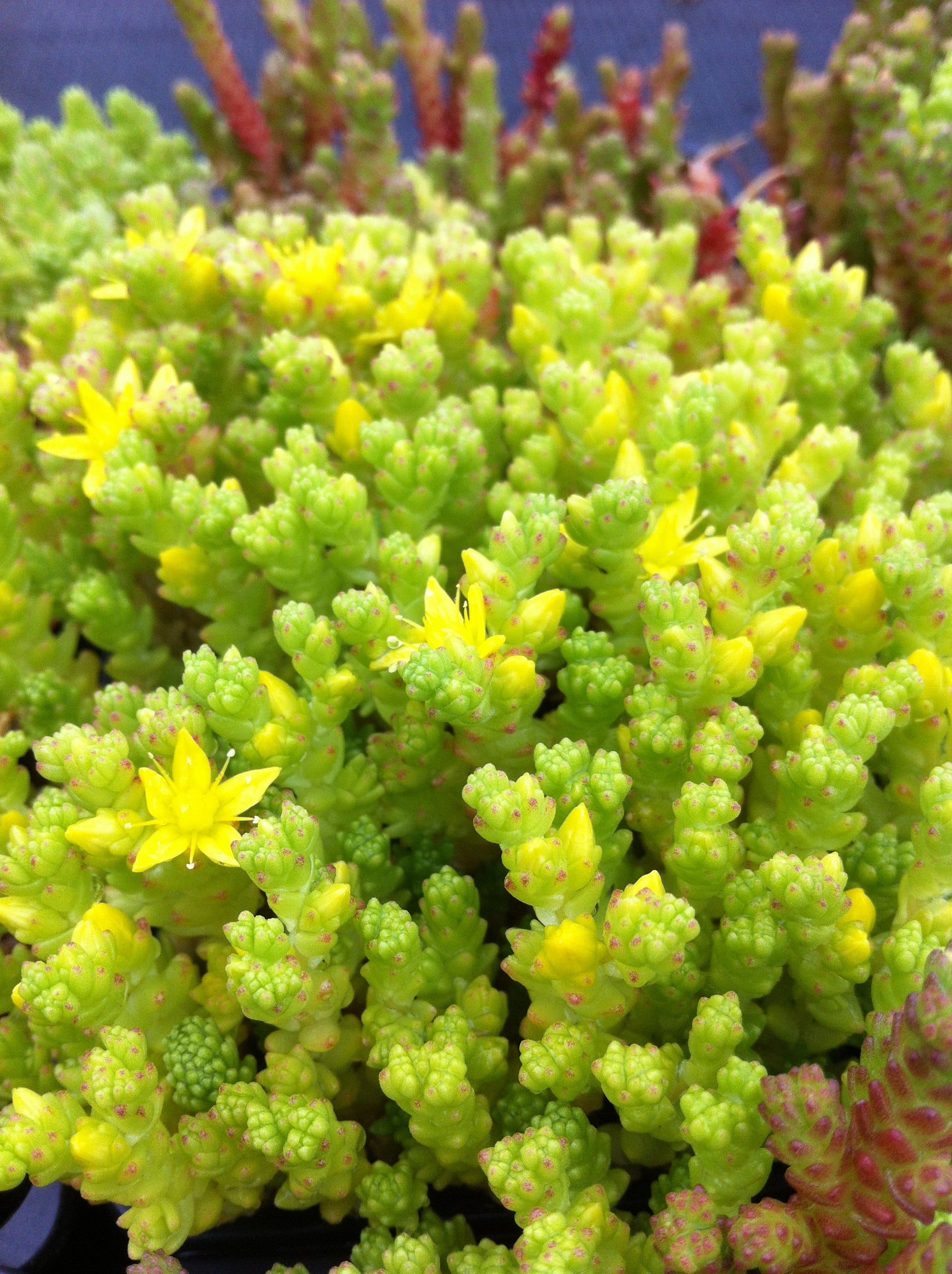 Sedum acre Moss Stonecrop