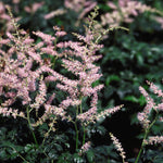 Astilbe simplicifolia Sprite Sprite Dwarf Astilbe