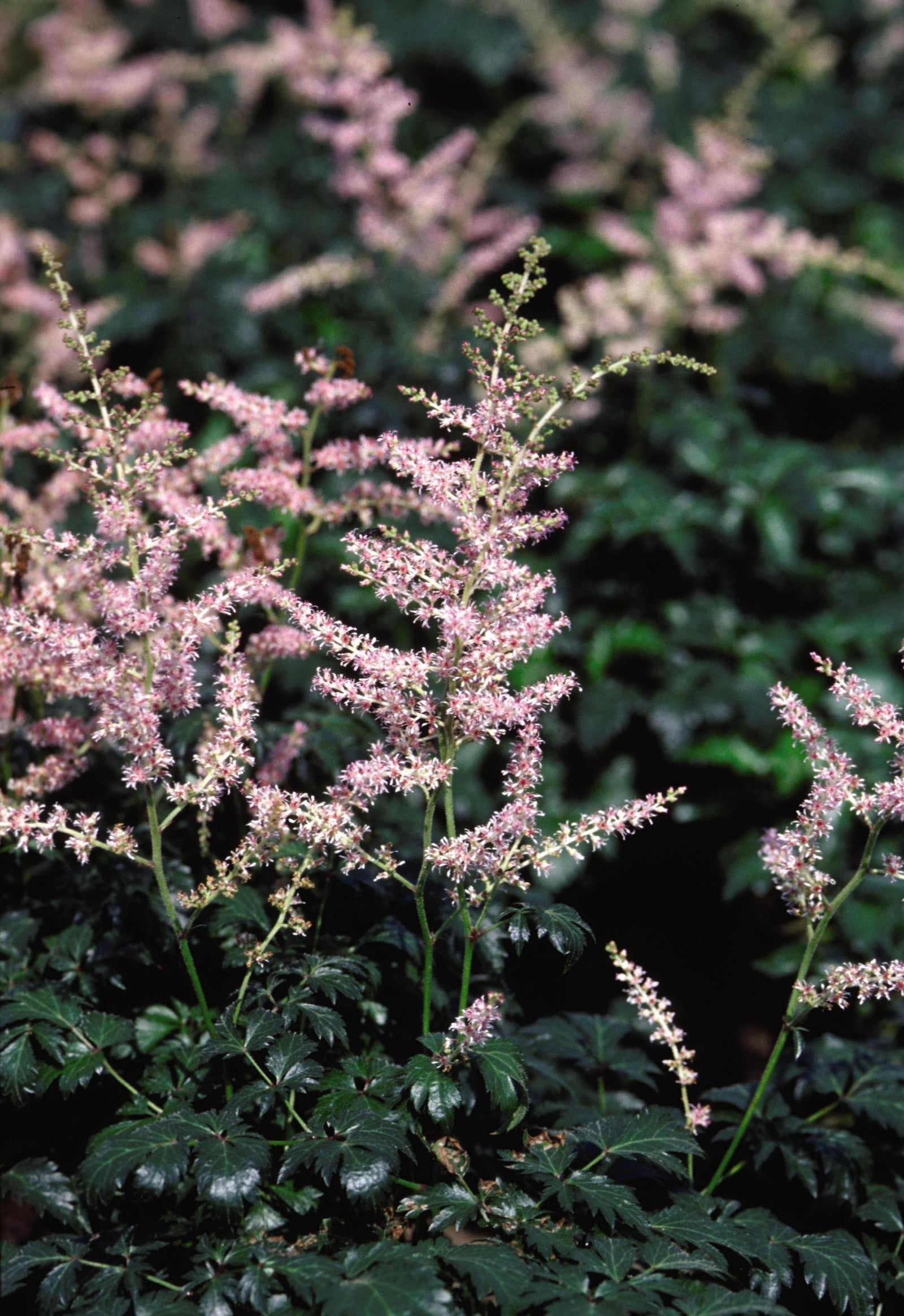 Astilbe simplicifolia Sprite Sprite Dwarf Astilbe