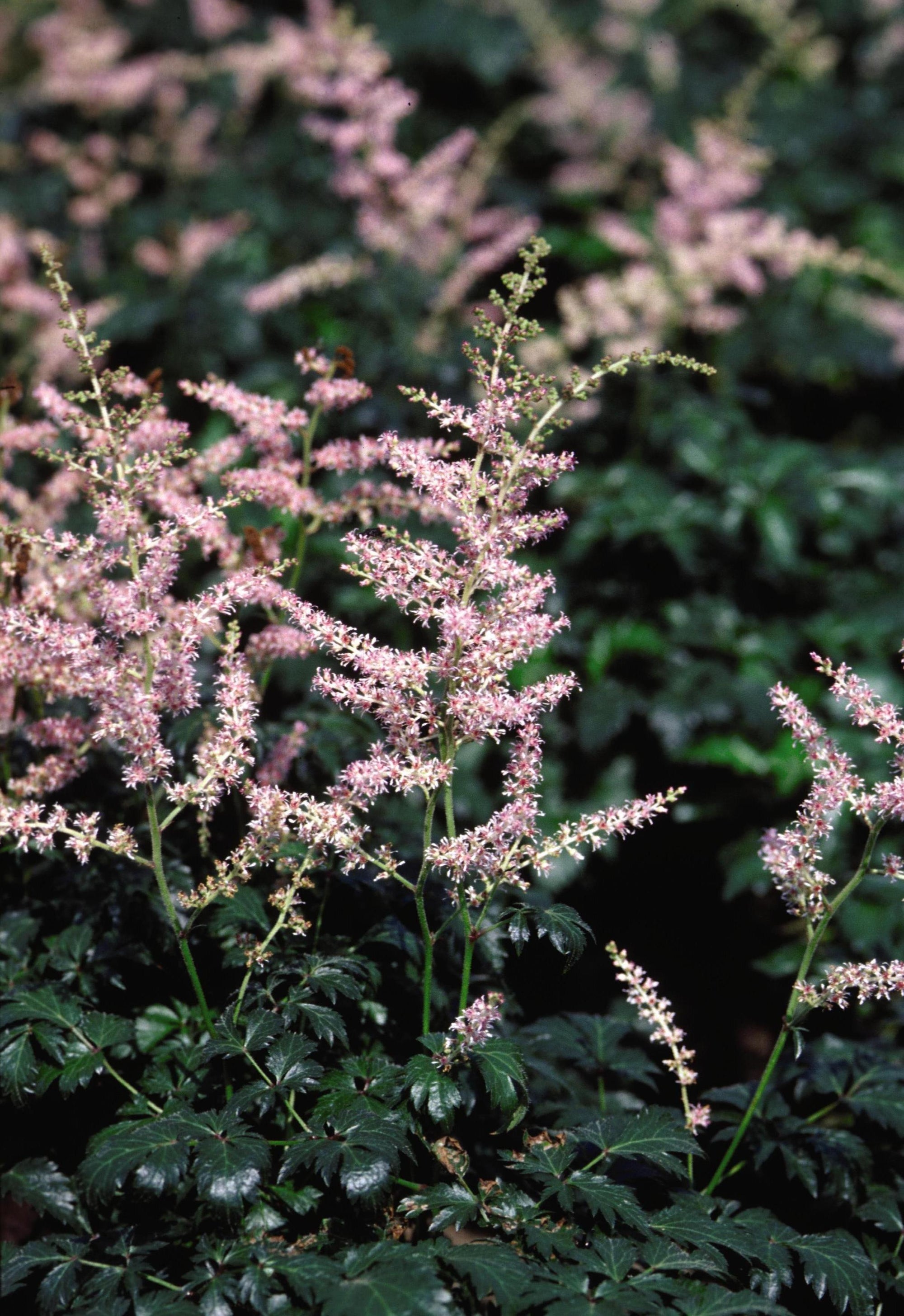 Astilbe simplicifolia Sprite Sprite Dwarf Astilbe