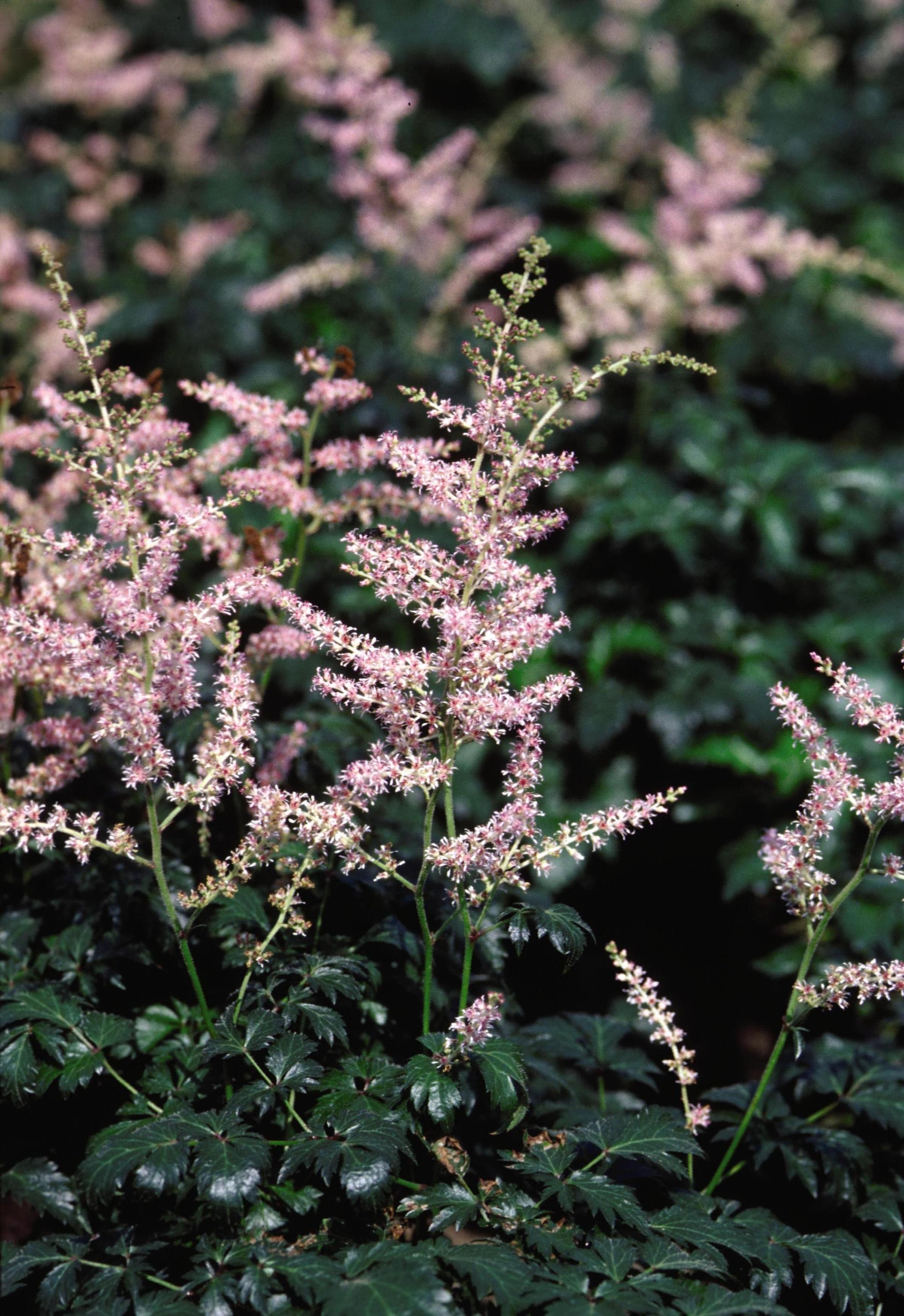 Astilbe simplicifolia Sprite Sprite Dwarf Astilbe