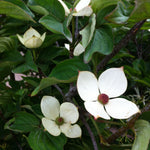 Cornus x Venus KN30 8 PP16309 Venus Dogwood