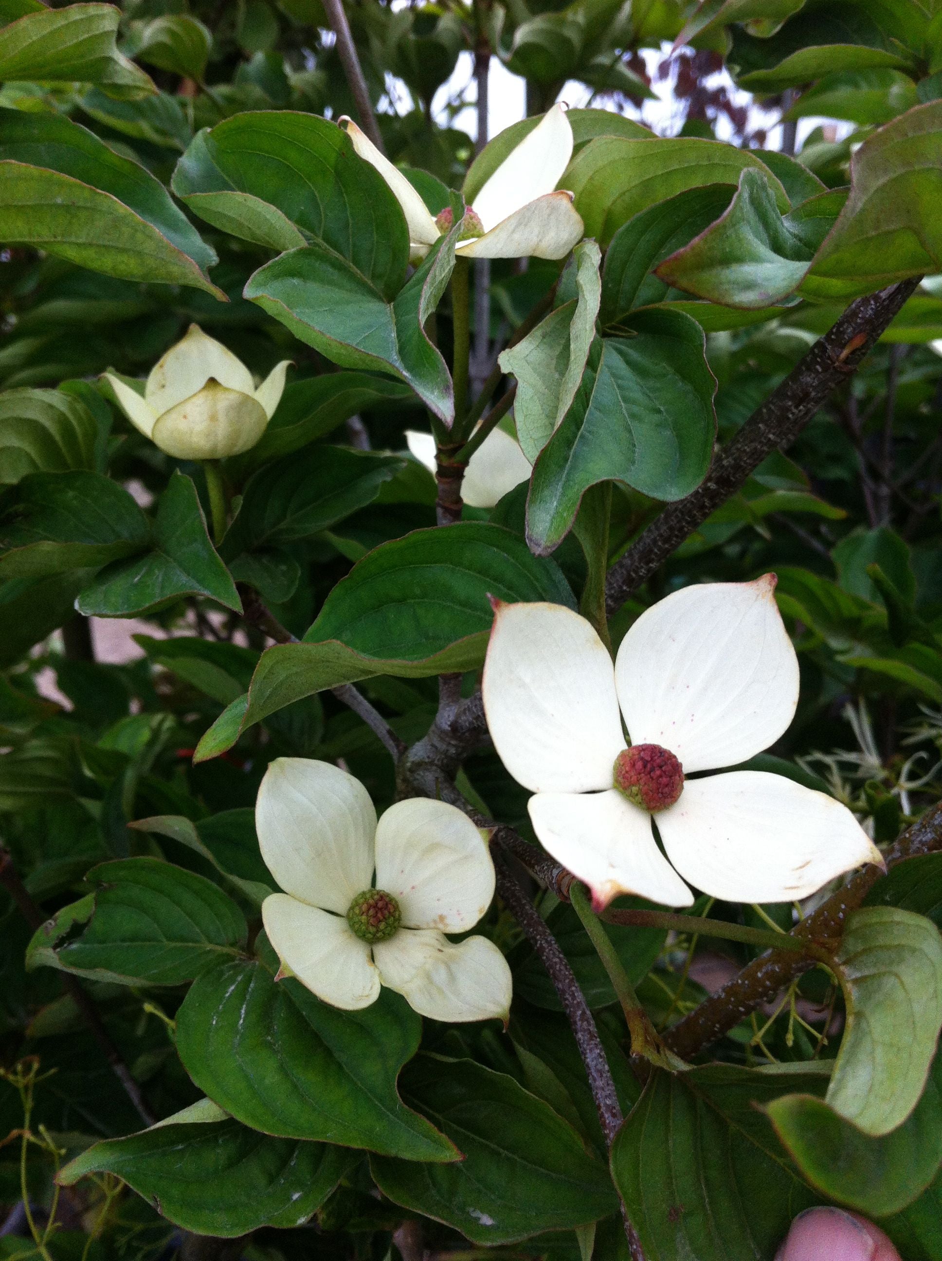 Cornus x Venus KN30 8 PP16309 Venus Dogwood
