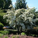 Cornus kousa Milky Way Milky Way Dogwood