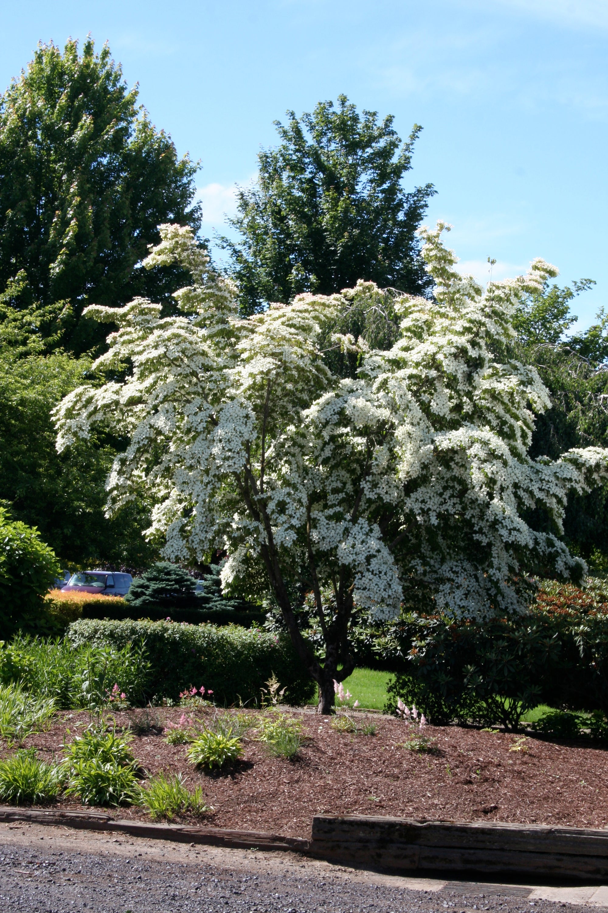 Cornus kousa Milky Way Milky Way Dogwood