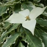 Cornus kousa Samaritan Samzam Samaritan Flowering Dogwood
