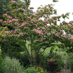Cornus kousa Satomi Satomi Flowering Dogwood