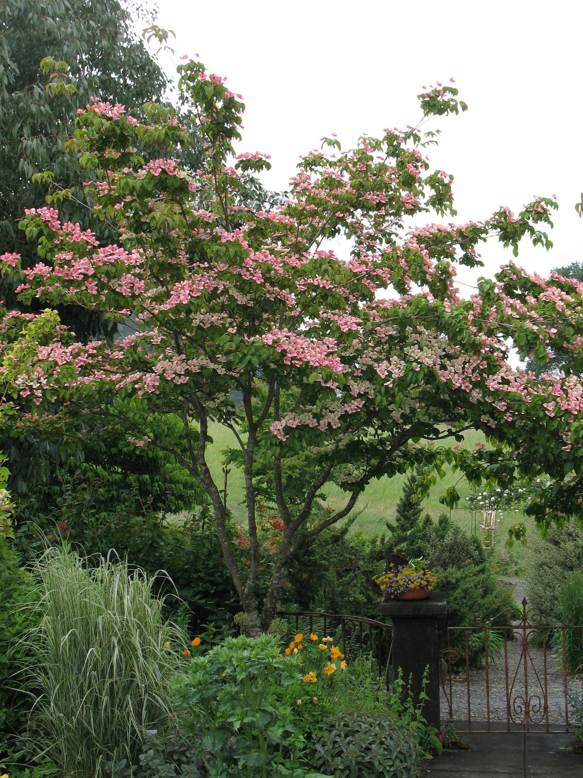 Cornus kousa Satomi Satomi Flowering Dogwood