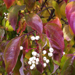Cornus racemosa Gray Dogwood