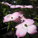 Cornus x Stellar Pink Rutgan PP7207 Stellar Pink Dogwood