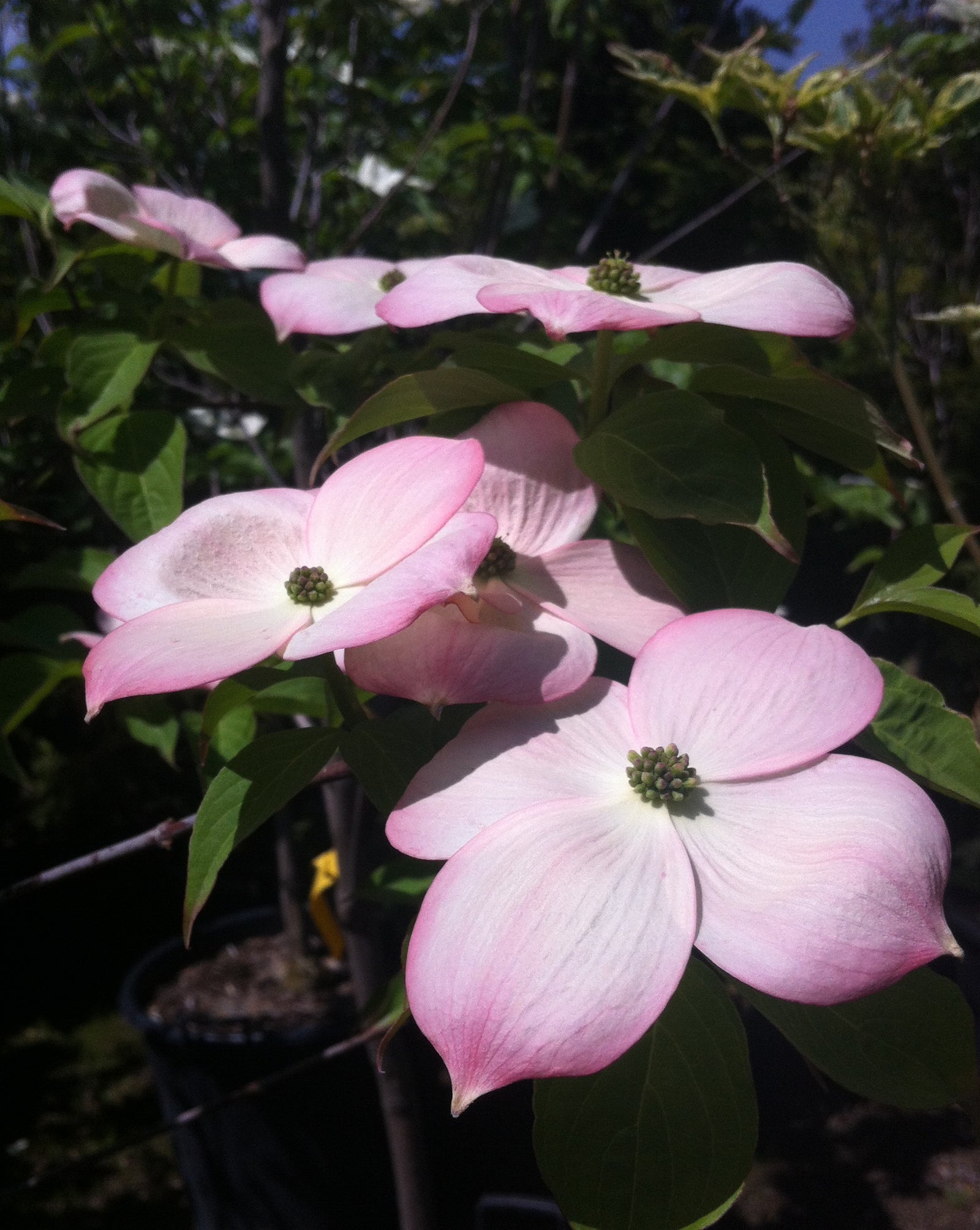Cornus x Stellar Pink Rutgan PP7207 Stellar Pink Dogwood