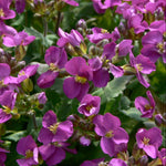 Arabis x arendsii Compinkie Compinkie Rock Cress