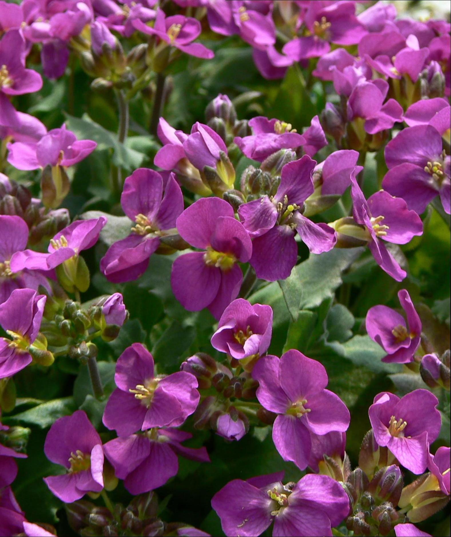 Arabis x arendsii Compinkie Compinkie Rock Cress
