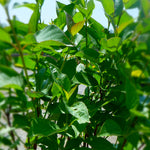 Cornus sericea Red Osier Dogwood
