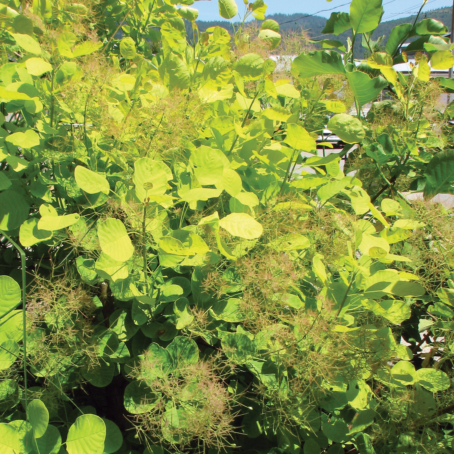 Cotinus coggygria Golden Spirit Ancot PP13082, COPF Golden Spirit Smokebush