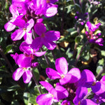 Arabis blepharophylla Fruhlingszauber Spring Charm Spring Charm Wall Cress