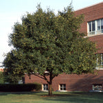 Acer campestre Hedge Maple