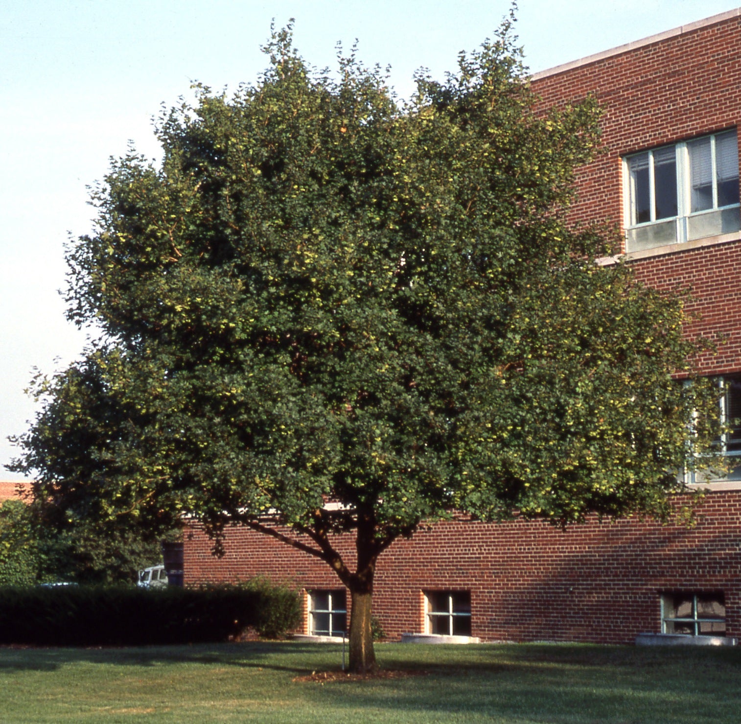 Acer campestre Hedge Maple