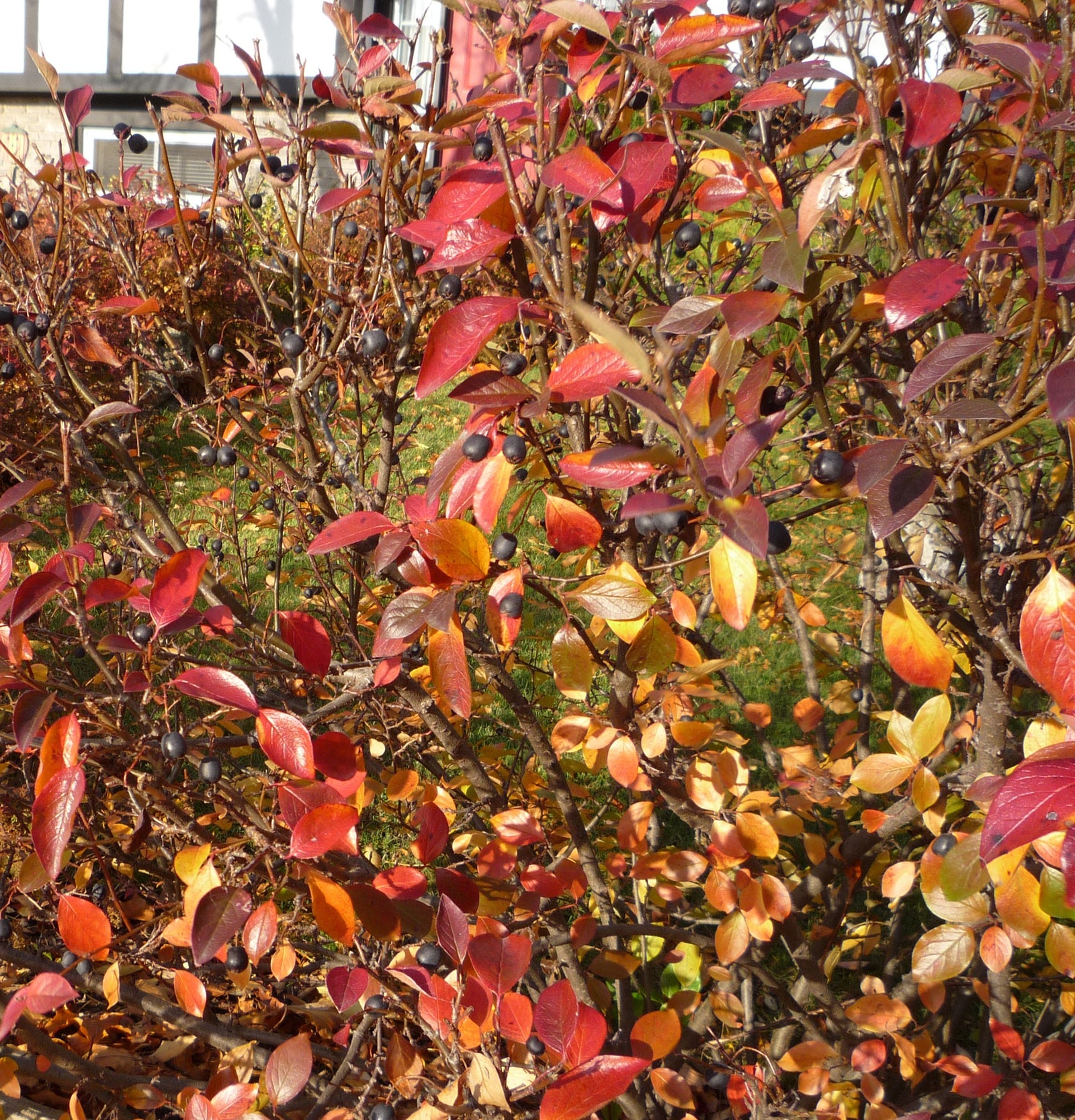 Cotoneaster acutifolius Peking Cotoneaster