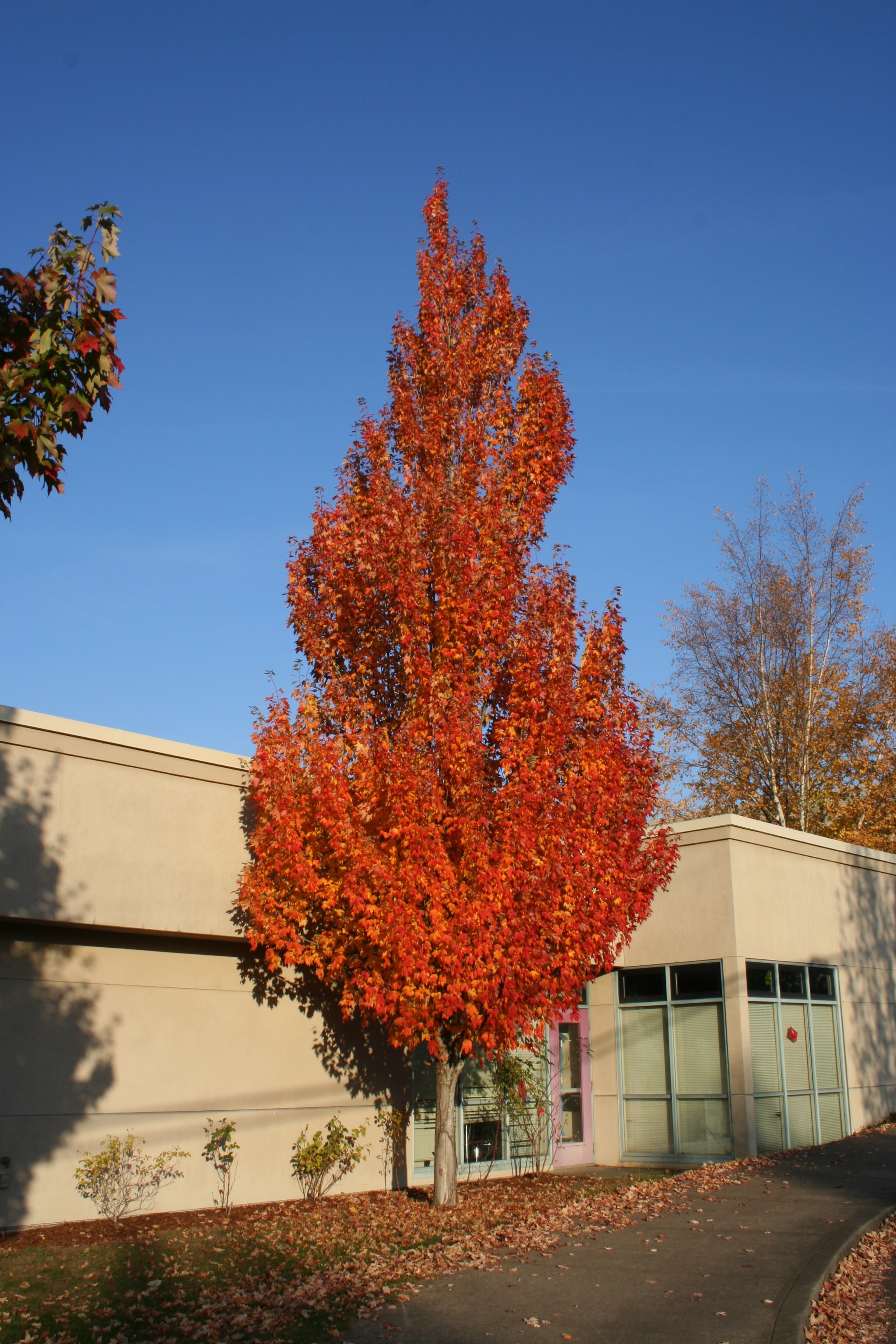 Armstrong Maple – GardenTap