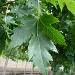Acer x freemanii Celebration Celzam PP7279 Celebration Maple