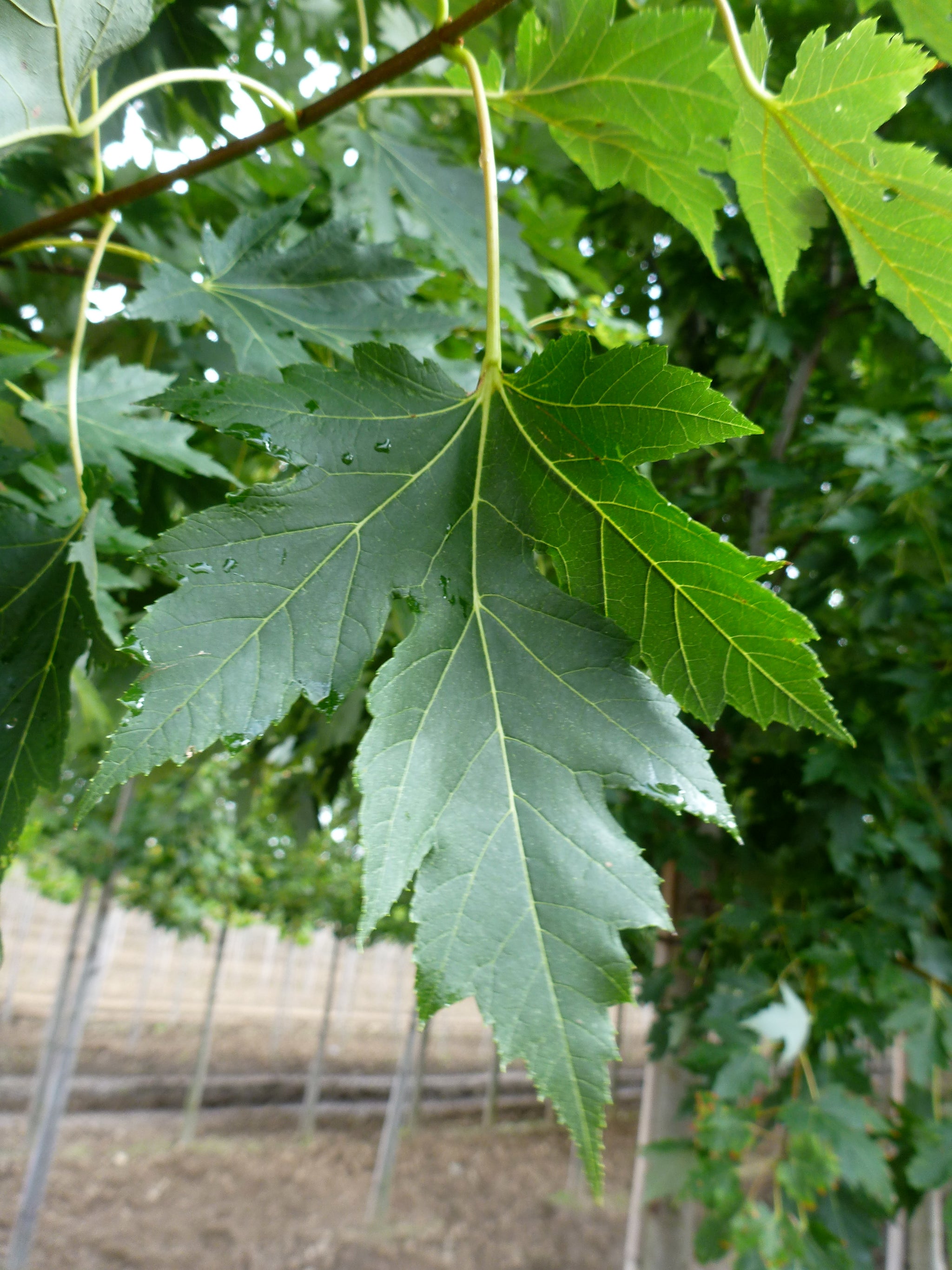 Acer x freemanii Celebration Celzam PP7279 Celebration Maple