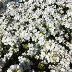 Arabis caucasica Snowcap Wall Cress