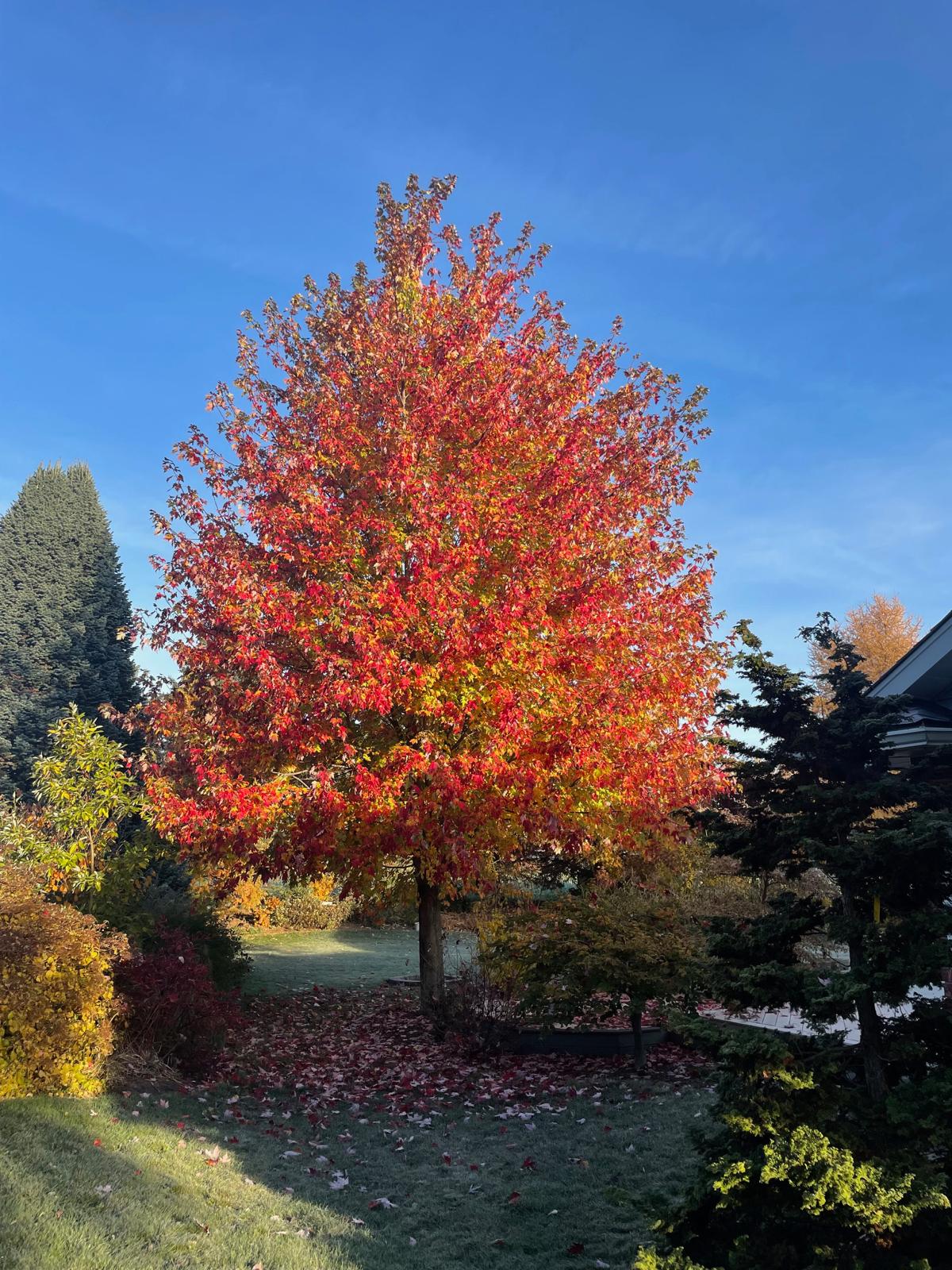 Acer x freemanii Marmo Marmo Maple