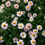Arctanthemum arcticum Arctic Daisy