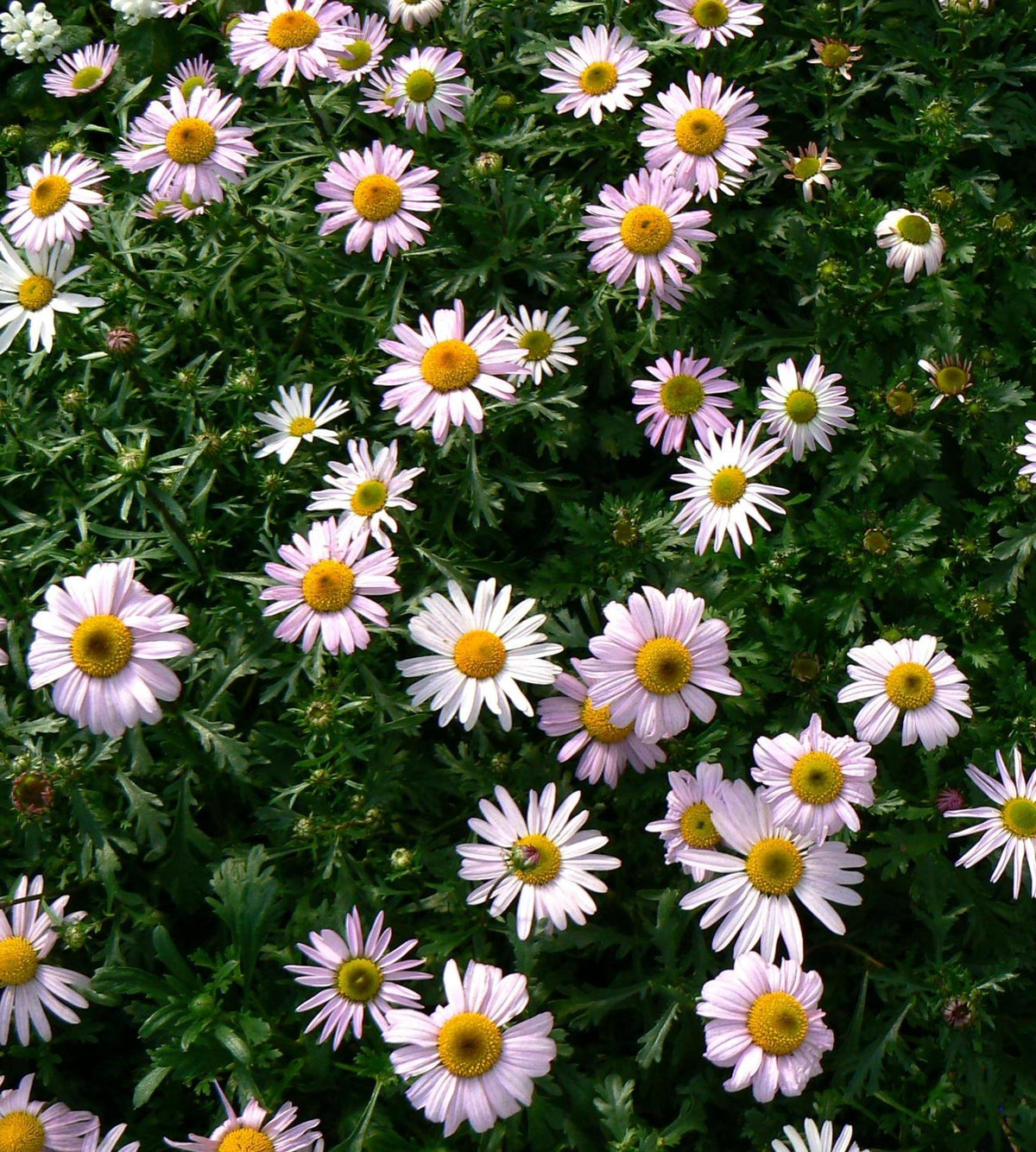 Arctanthemum arcticum Arctic Daisy