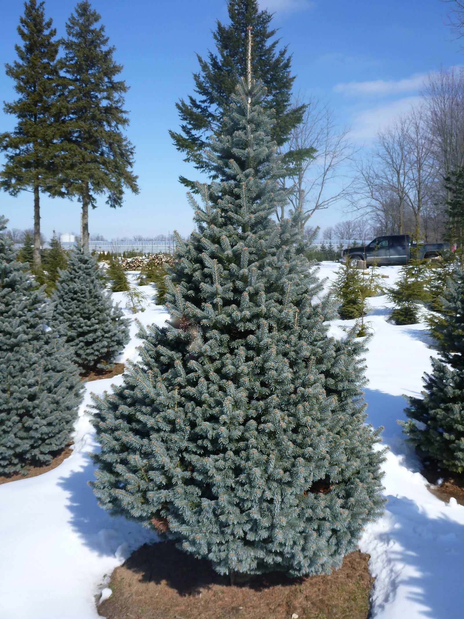 Abies lasiocarpa Glauca Compacta Compact Rocky Mountain Fir
