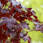 Acer platanoides Crimson King PP0735 Crimson King Maple