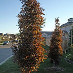 Acer platanoides Crimson Sentry PP3258 Crimson Sentry Maple