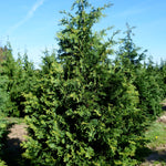 Chamaecyparis nootkatensis Aurea Golden Nootka Falsecypress