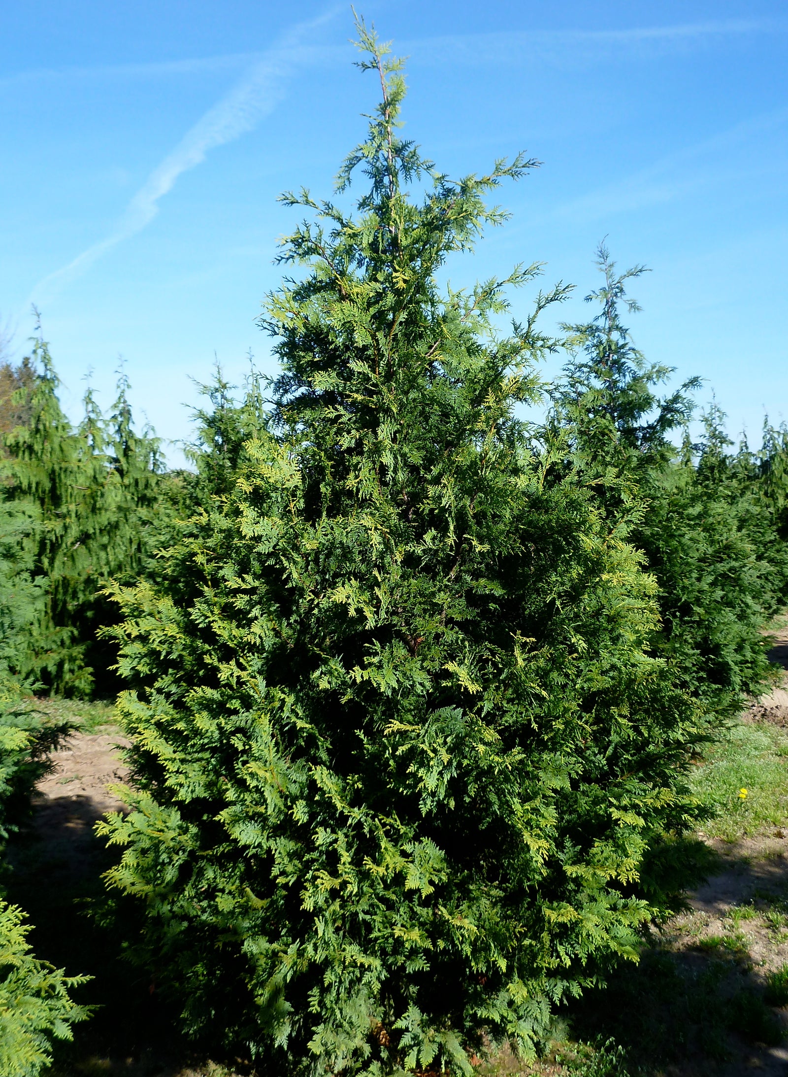 Chamaecyparis nootkatensis Aurea Golden Nootka Falsecypress