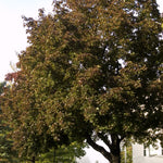 Acer platanoides Deborah PP4944, COPF Deborah Maple