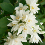 Deutzia crenata Nikko Dwarf Deutzia