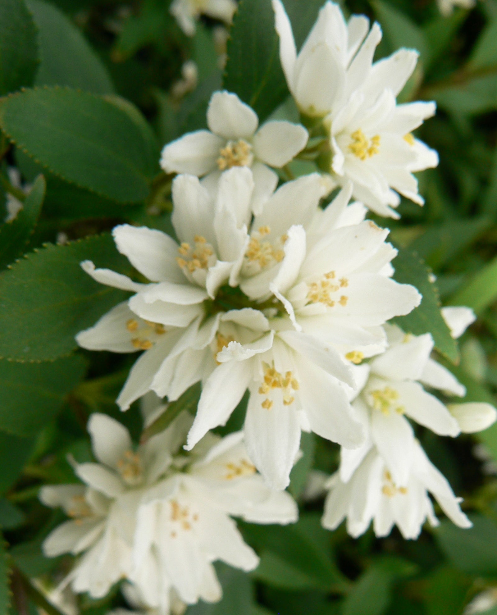 Deutzia crenata Nikko Dwarf Deutzia