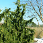 Chamaecyparis nootkatensis Pendula Weeping Nootka Falsecypress