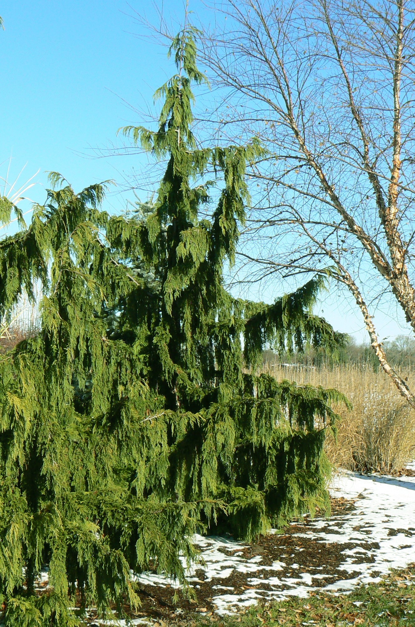 Chamaecyparis nootkatensis Pendula Weeping Nootka Falsecypress