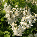 Deutzia gracilis Slender Deutzia