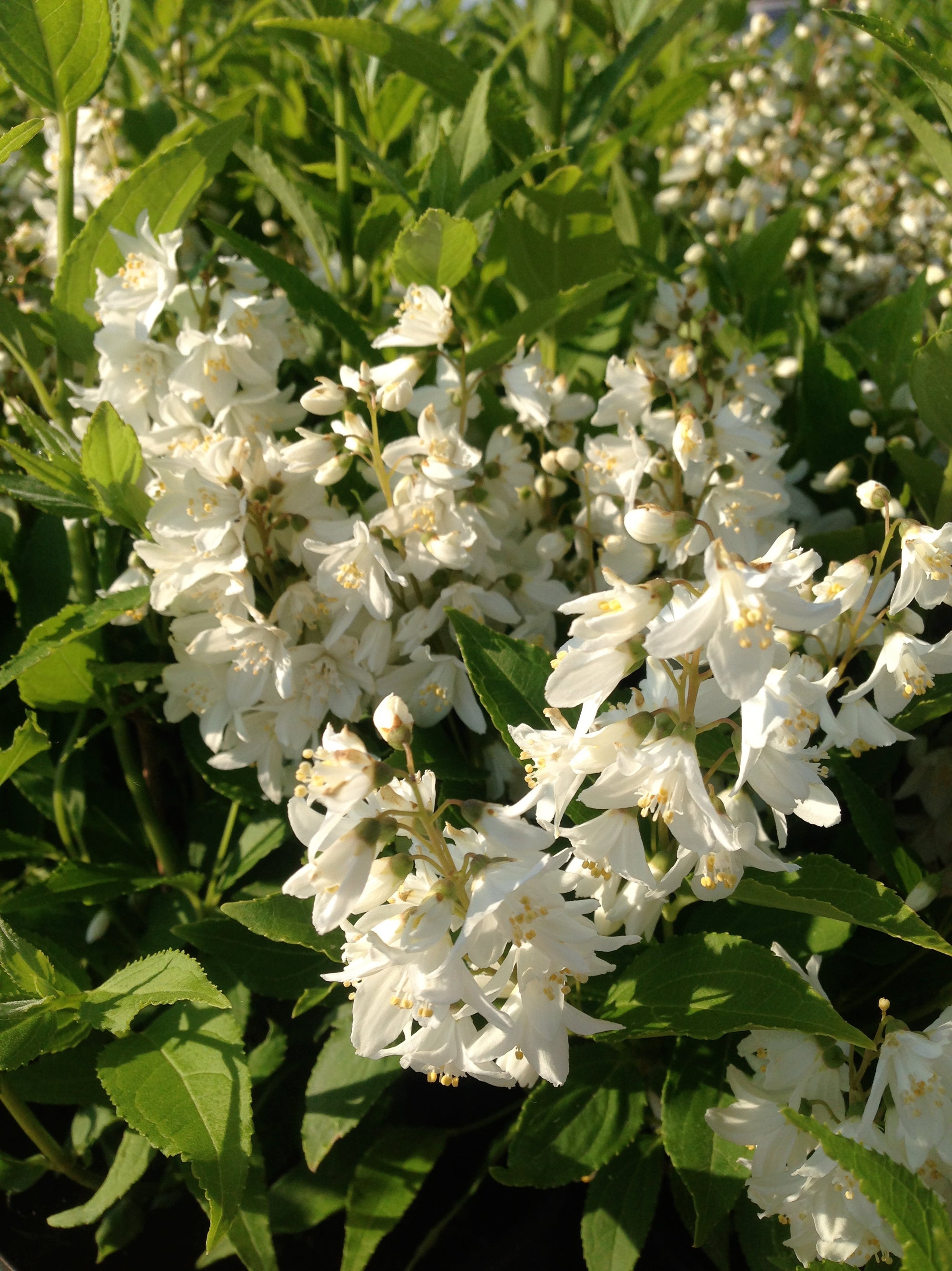 Deutzia gracilis Slender Deutzia