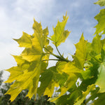 Acer platanoides Princeton Gold PP6727 Princeton Gold Maple