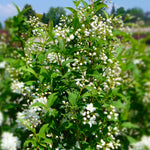Deutzia x lemoinei Compacta Compact Deutzia