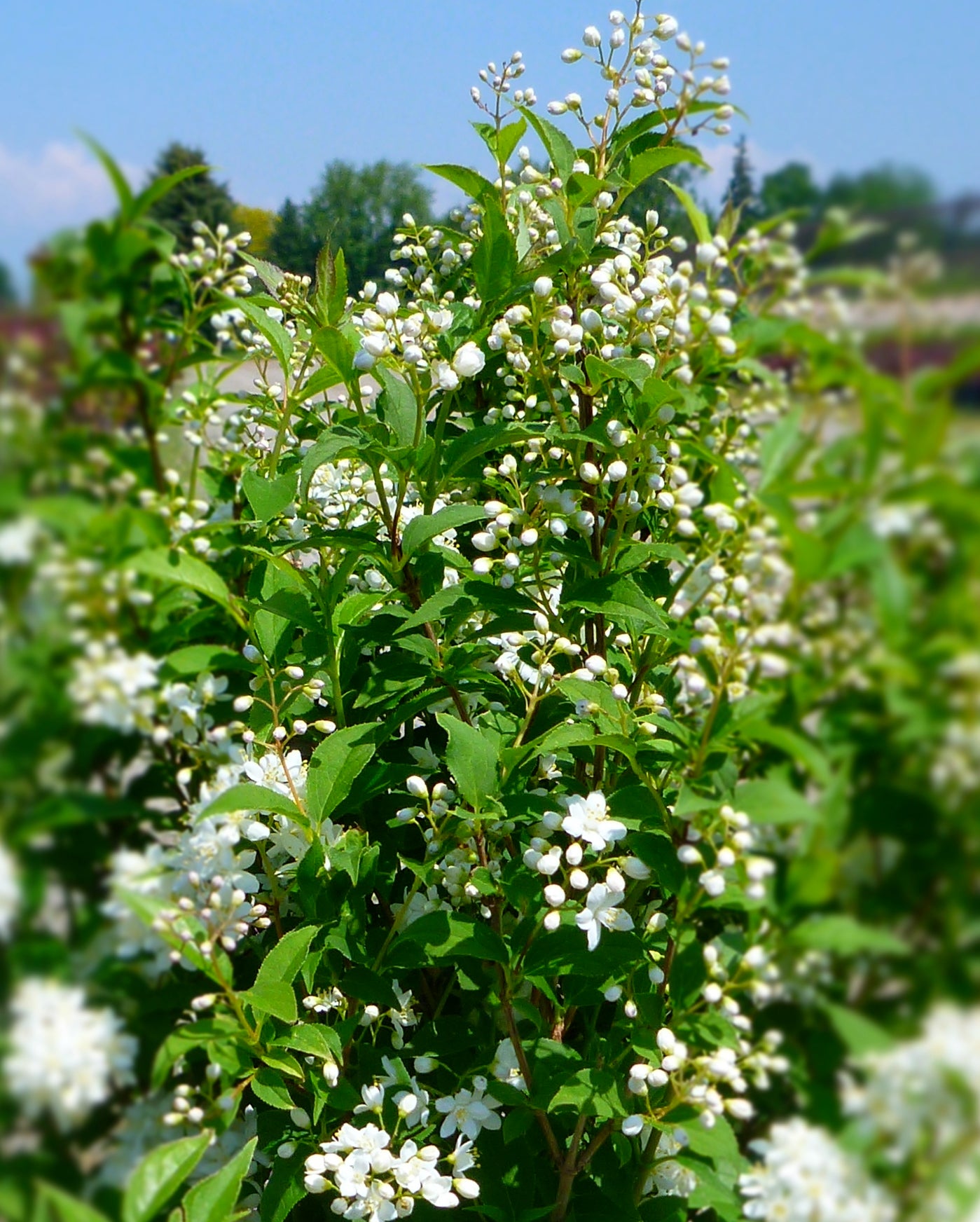 Deutzia x lemoinei Compacta Compact Deutzia
