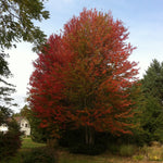 Acer rubrum Red Maple