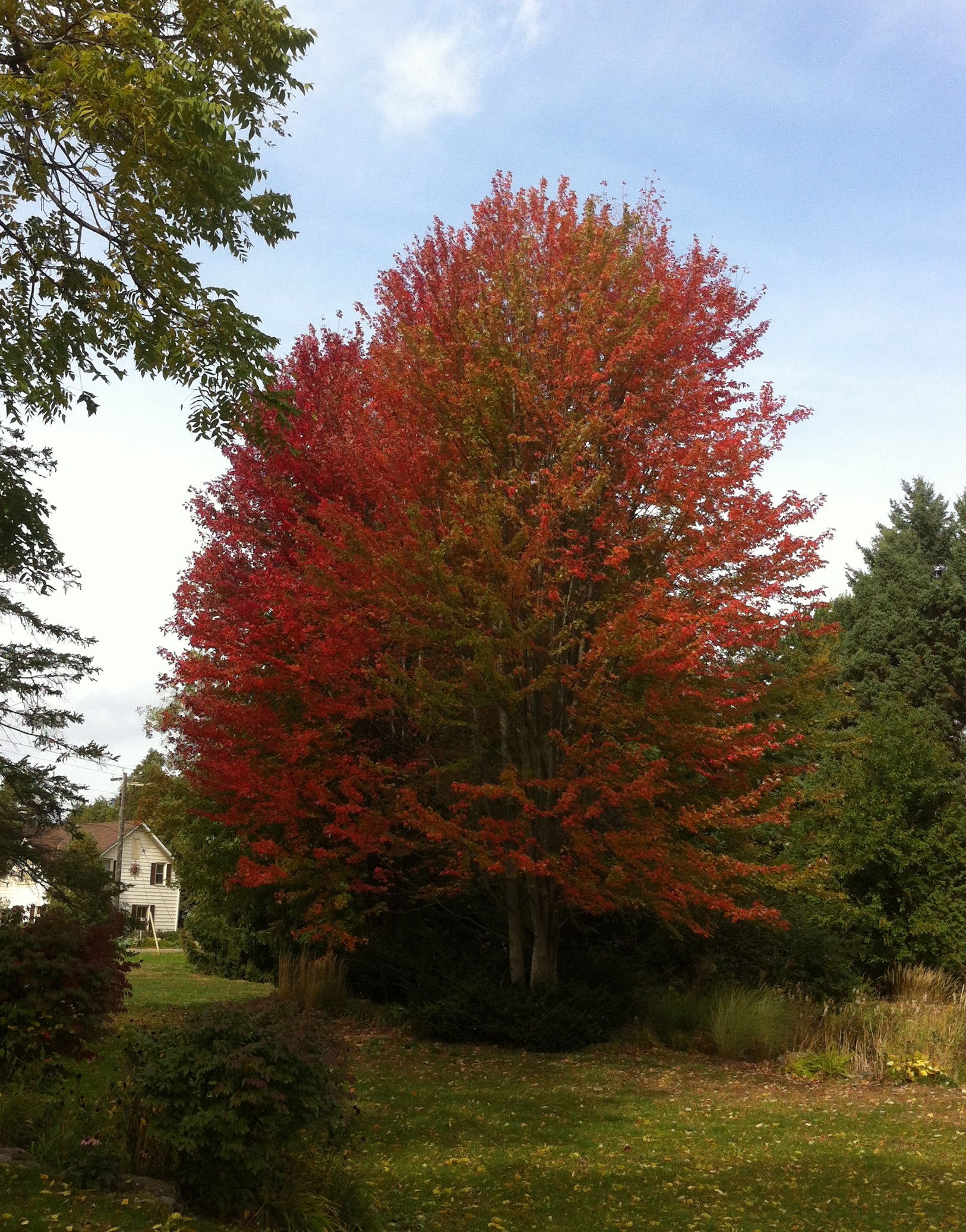 Acer rubrum Red Maple
